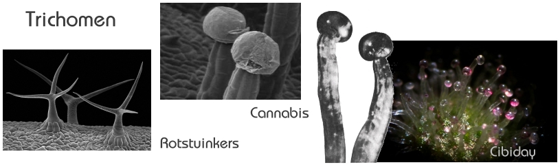 Trichomen Terpenen